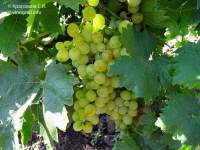 Палатина (Прим) виноград