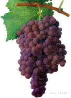 Паркент виноград