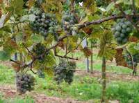  Паспарту виноград