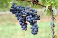 Перль нуар виноград