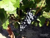 Пинотин виноград