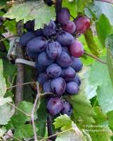 Престиж виноград