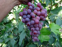 Ред Глоуб виноград