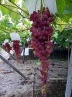 Ред Нехелешол виноград