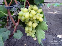 Регал сидлис виноград