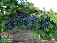 Регент виноград