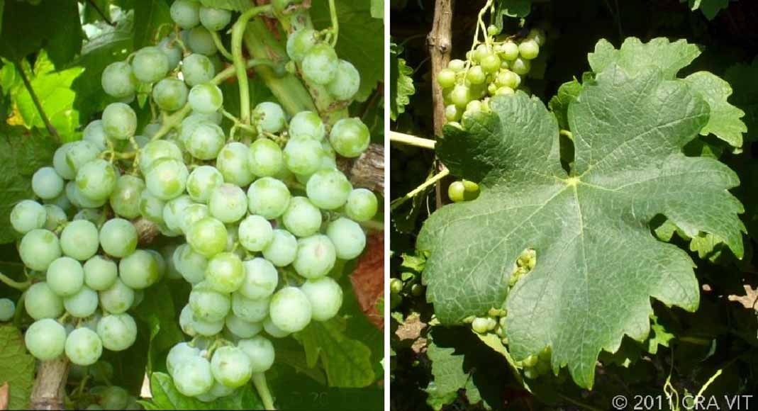 Ретальядо бьянко - сорт винограда