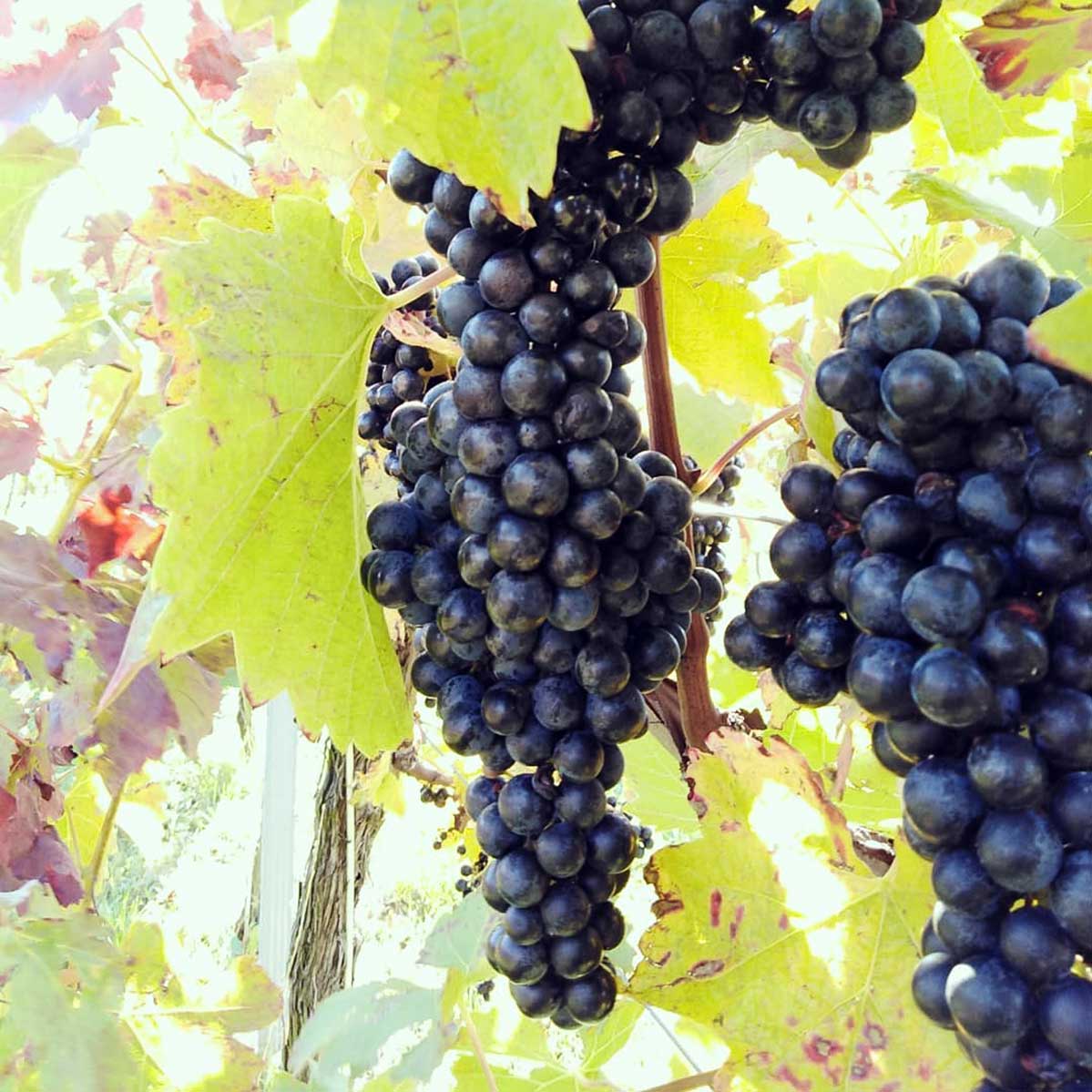 Римава - сорт винограда