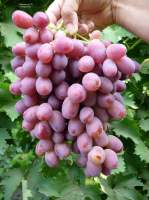 Ризамат виноград