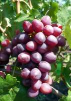 Росанна виноград