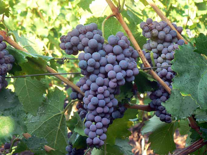 Руссен ди Арнад - сорт винограда