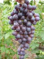 Руби сидлис виноград