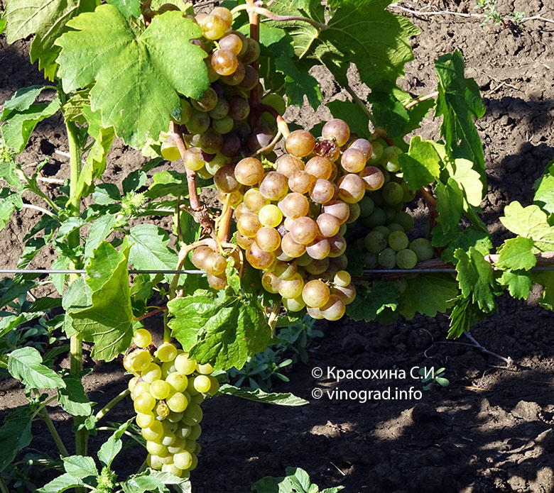Сапена – грузинский сорт винограда
