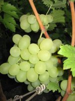 Сашенька виноград