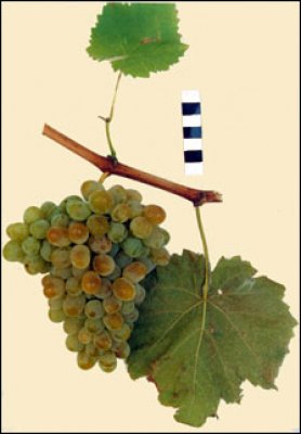 Сорт винограда сашенька фото и описание