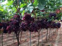 Скарлотта сидлис виноград