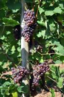 Скьява ломбарда виноград