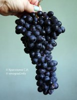 Шилохвостый виноград