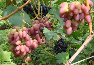 Сорт винограда ризамат фото