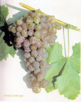 Сохиби - сорт винограда