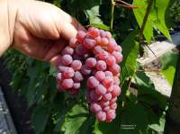 Сомерсет сидлис гроздь винограда