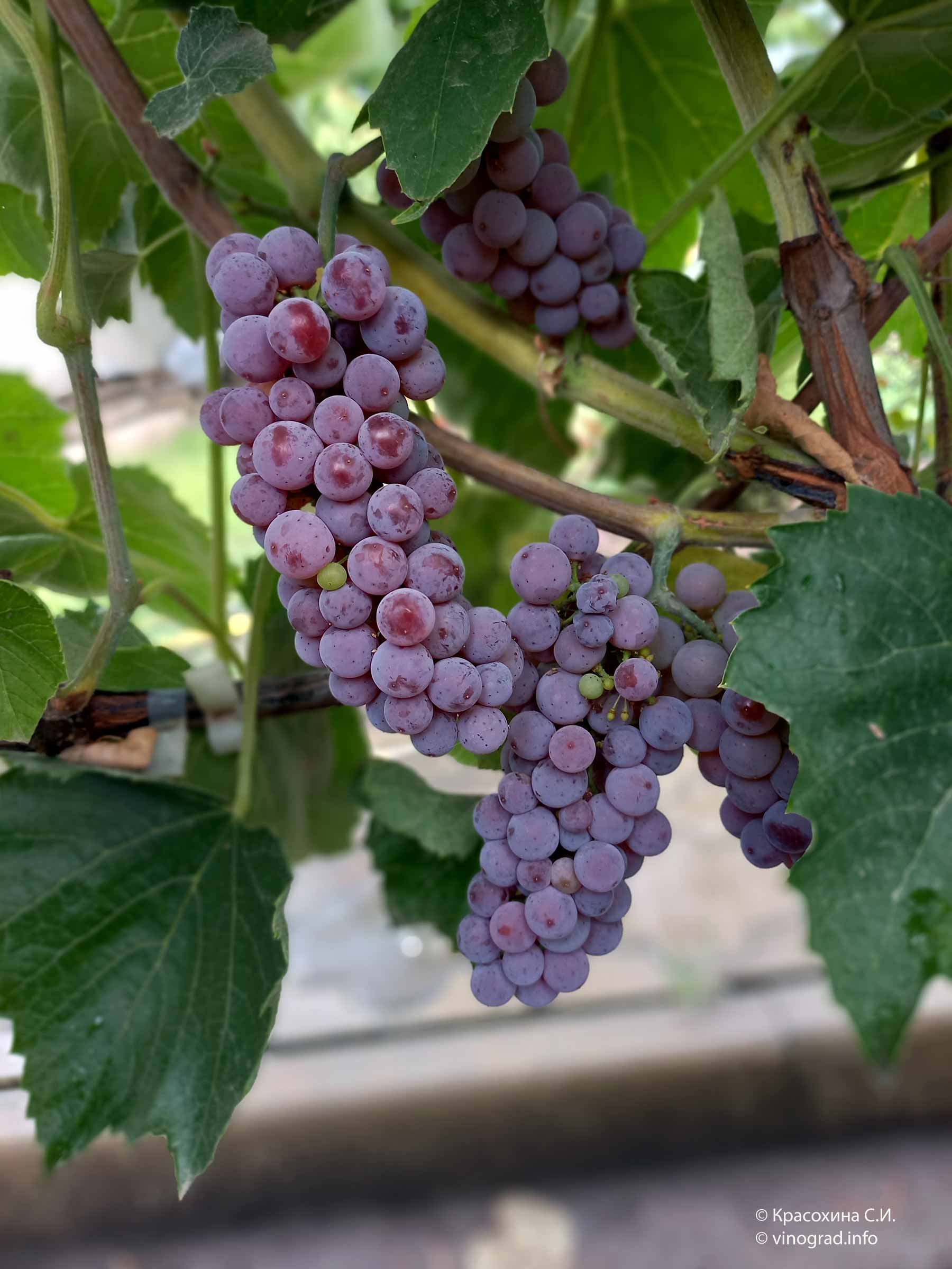 Надежда азова виноград описание и фото