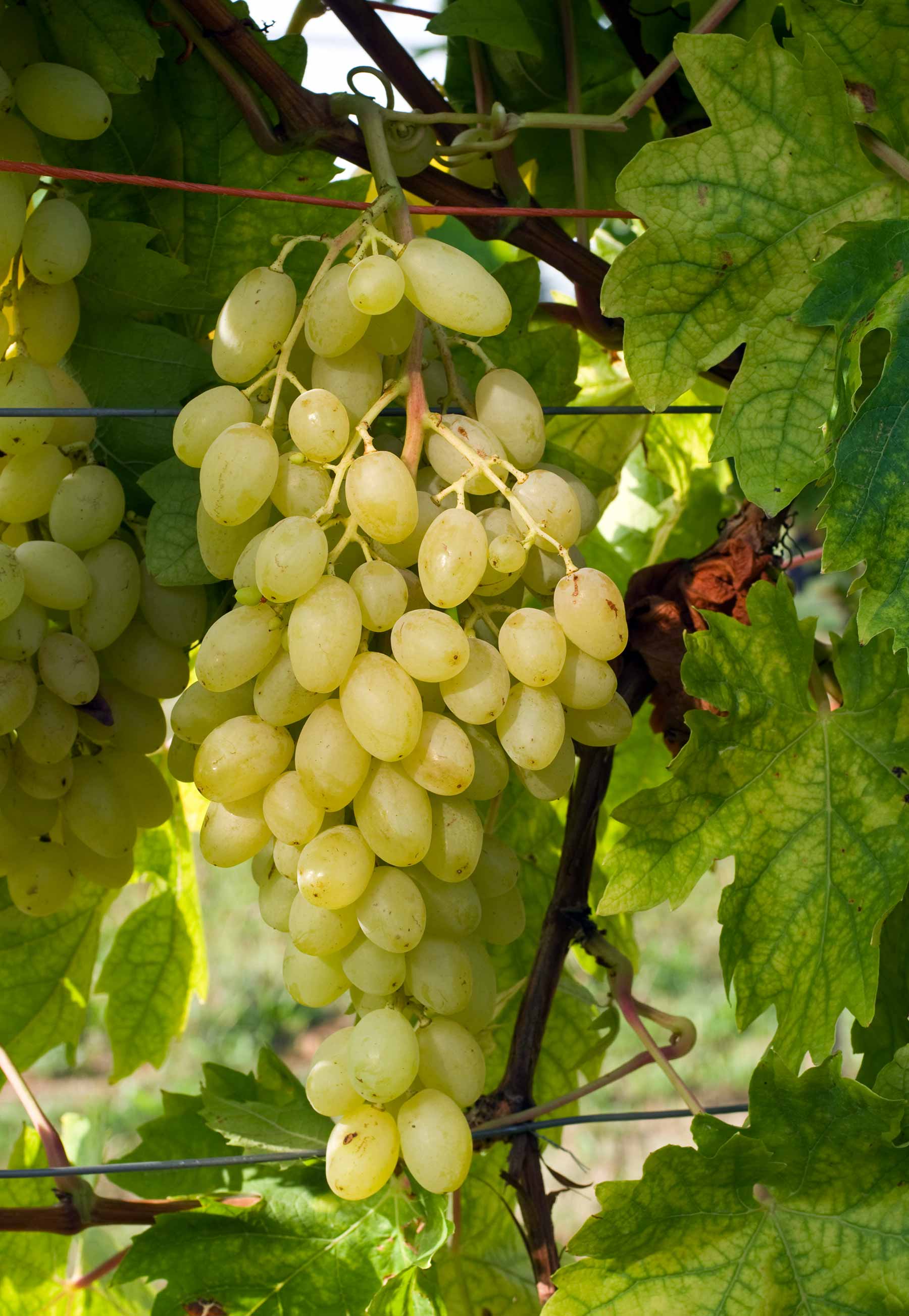 Сонья - сорт винограда