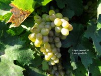 Сурученский белый виноград
