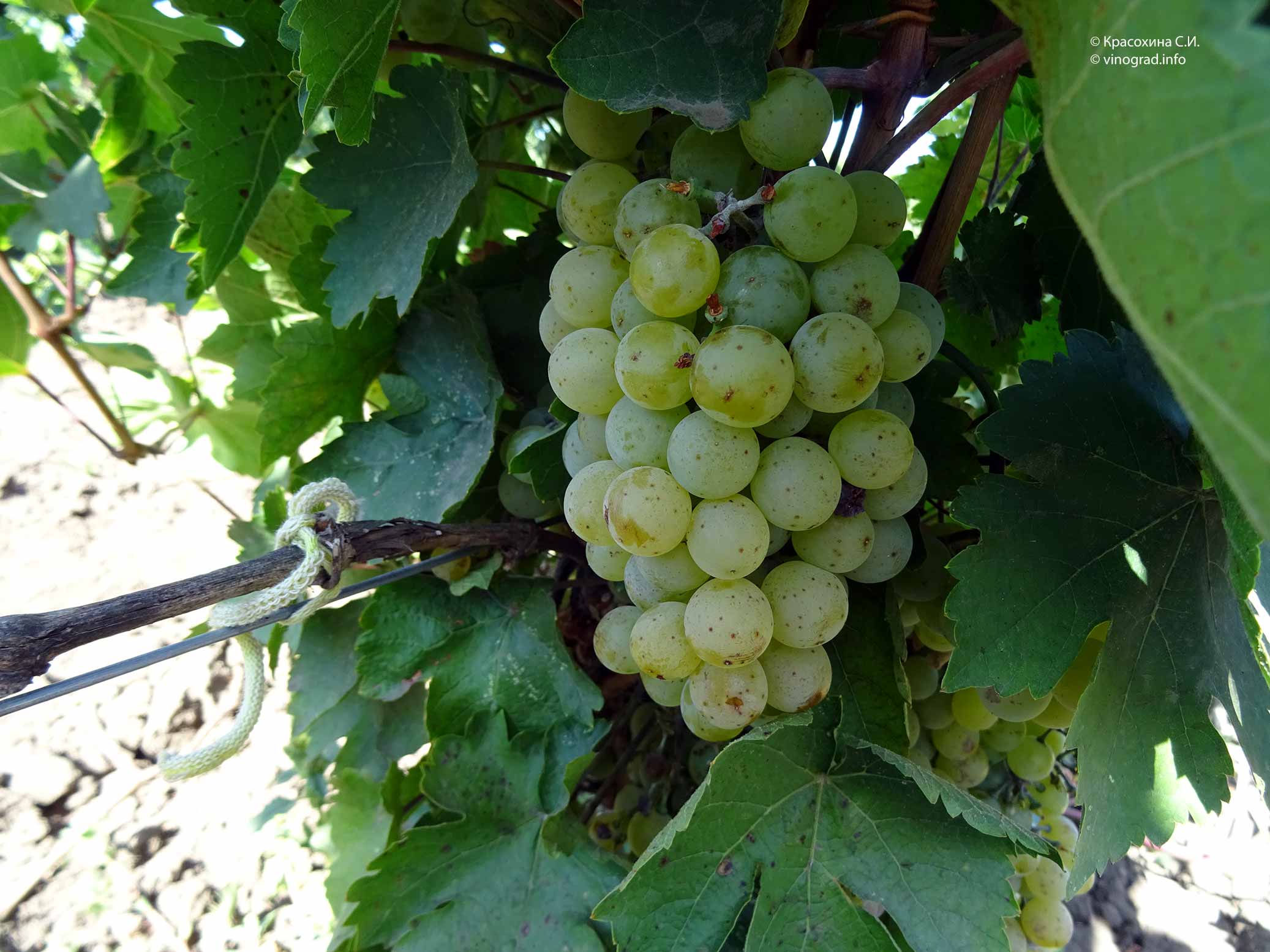 Тавцитела - сорт винограда