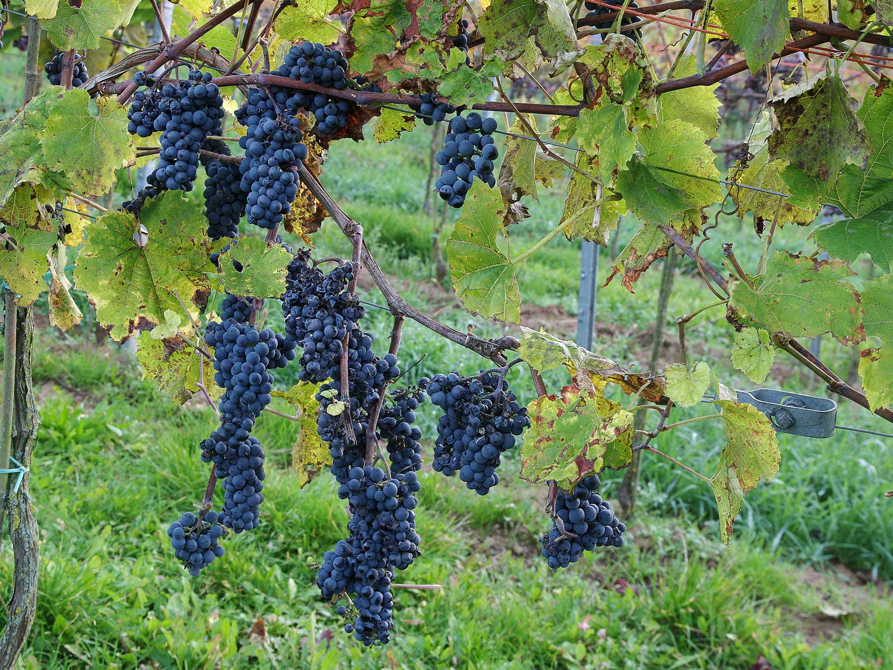 Сорт винограда Триумф Эльзаса