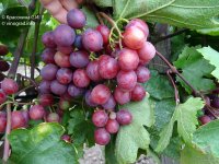 Тюльпан виноград