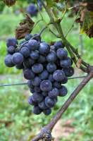 Уэхара фиолетовый гроздь
