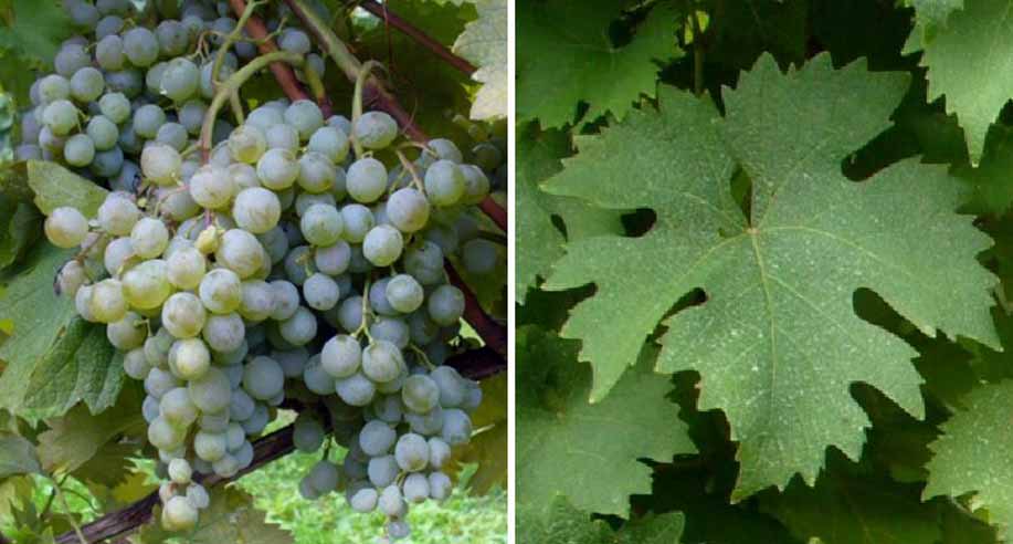 Вердеа - сорт винограда