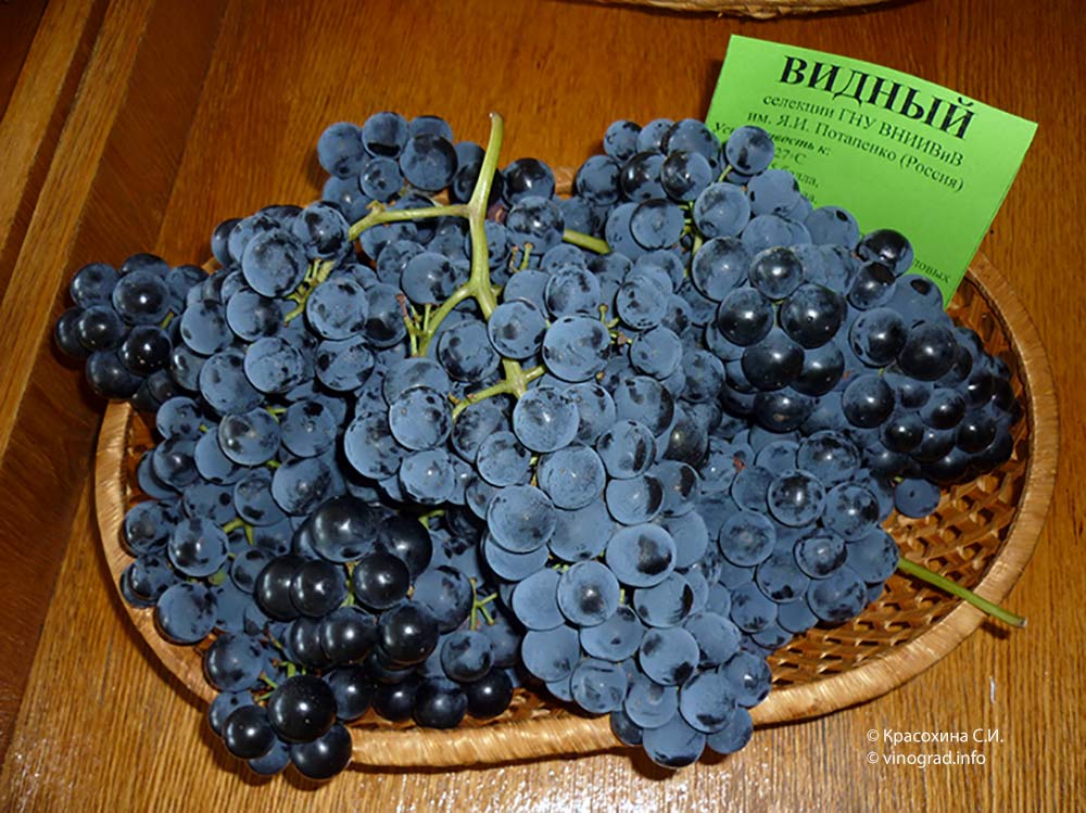 Видный - сорт винограда
