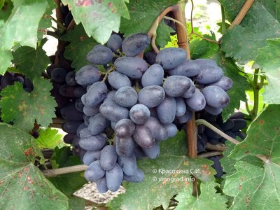 Виерул 59 виноград описание сорта фото