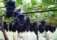Витория виноград