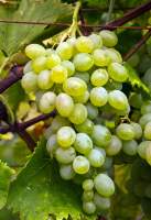 Яловенский устойчивый виноград
