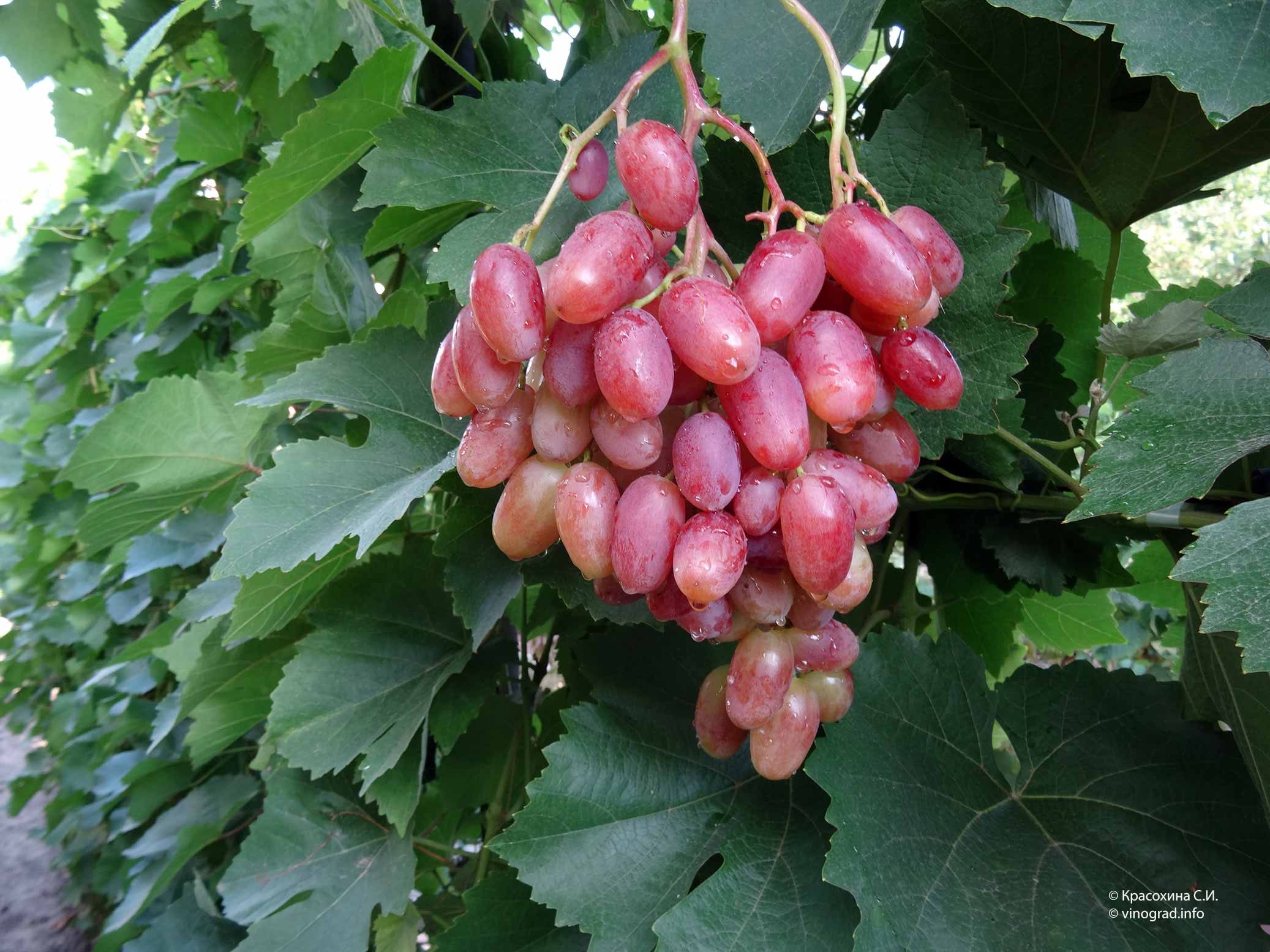 Сорт винограда Новочеркасский Юбилейный