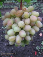 Юбилей Новочеркасска виноград