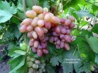 Юлиан сорт винограда