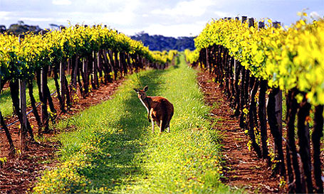 виноградник Австралии