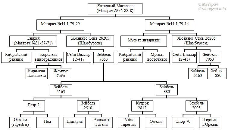 Схема выведения сорта винограда Янтарный Магарача