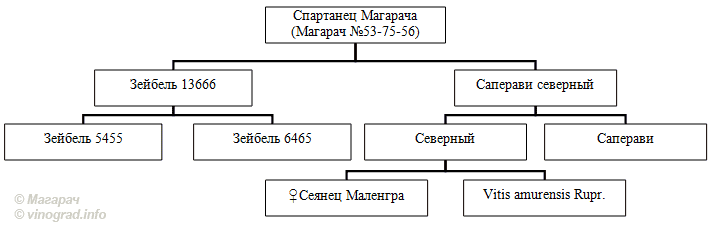 Схема выведения сорта винограда Спартанец Магарача