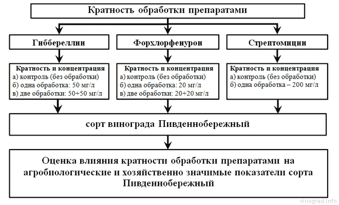 Схема опыта по оценке кратности обработки препаратами на показатели сорта Пивденнобережный