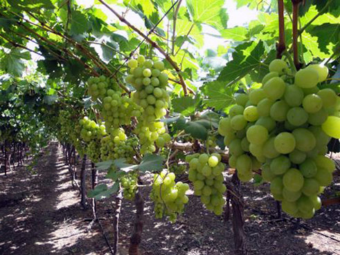 Сорта винограда Германии