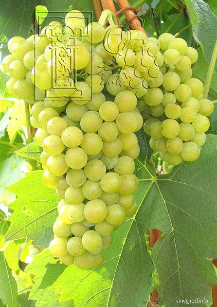 гроздь сорта винограда Мускат одесский