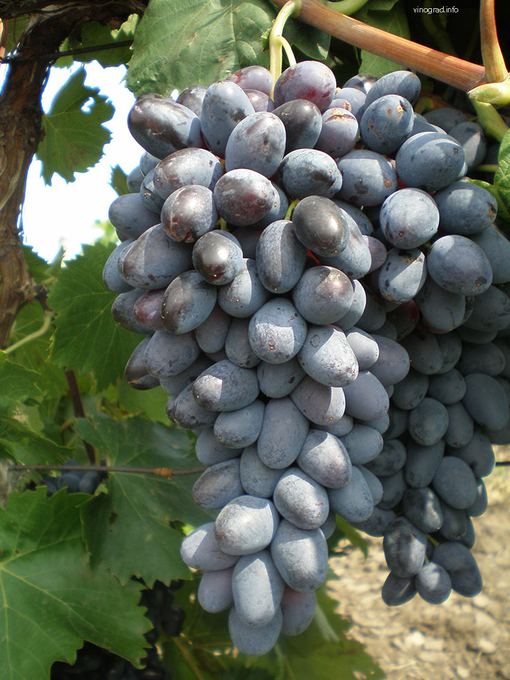гроздь сорта винограда Таир