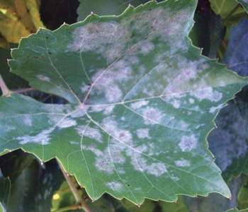 Оидиум на листьях