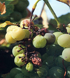 Поражение фомопсисом гребня винограда