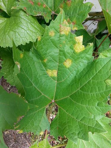Симптомы милдью на листе винограда